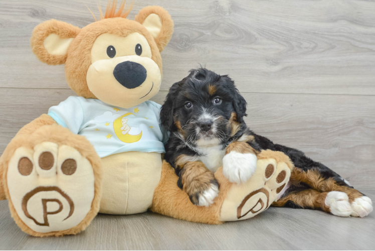 Meet Grande - our Mini Bernedoodle Puppy Photo 1/3 - Puppy Love PR Fluffy Mini Bernedoodle Poodle Mix Pup