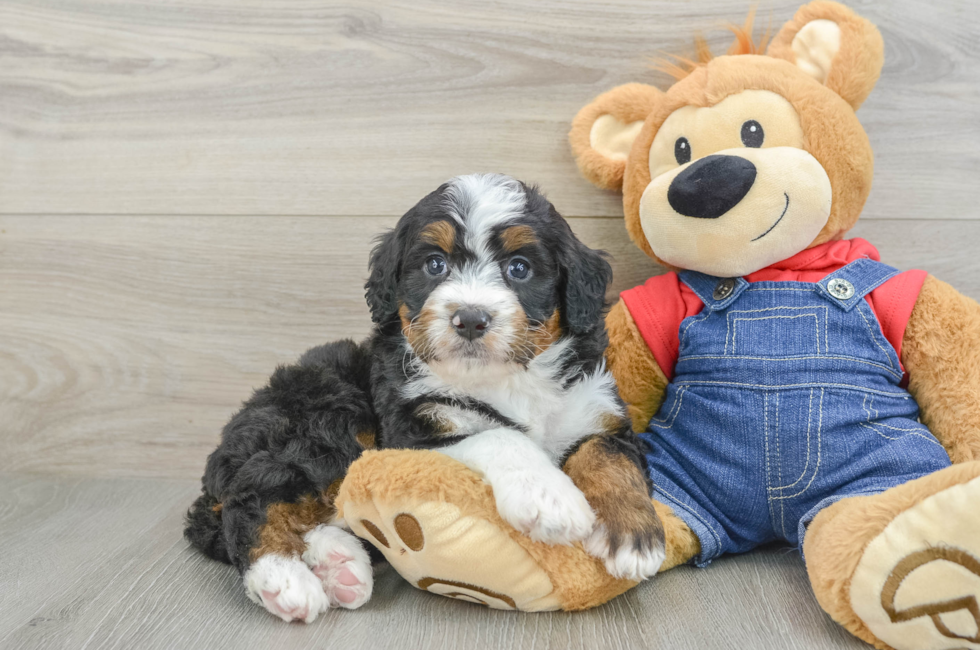 6 week old Mini Bernedoodle Puppy For Sale - Puppy Love PR