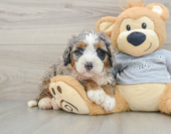 7 week old Mini Bernedoodle Puppy For Sale - Puppy Love PR