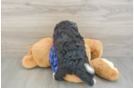 Mini Bernedoodle Pup Being Cute