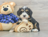 8 week old Mini Bernedoodle Puppy For Sale - Puppy Love PR