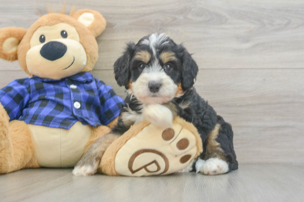 5 week old Mini Bernedoodle Puppy For Sale - Puppy Love PR