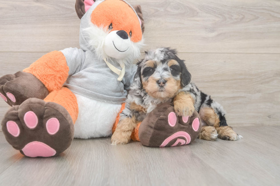 5 week old Mini Bernedoodle Puppy For Sale - Puppy Love PR