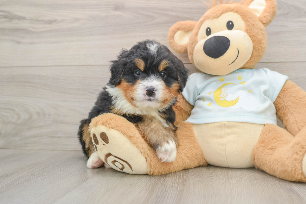 Best Mini Bernedoodle Baby