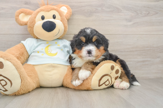 Happy Mini Bernedoodle Baby