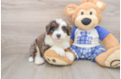 Adorable Mini Bernadoodle Poodle Mix Puppy