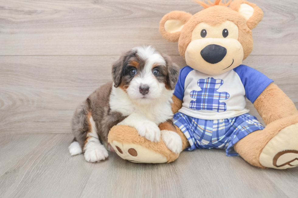Adorable Mini Bernadoodle Poodle Mix Puppy