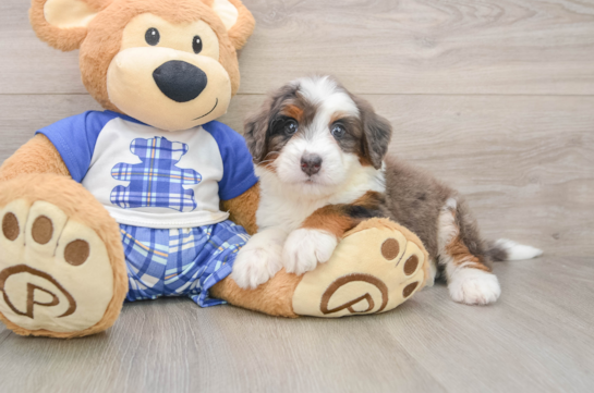 Sweet Mini Bernedoodle Baby