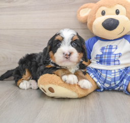 7 week old Mini Bernedoodle Puppy For Sale - Puppy Love PR