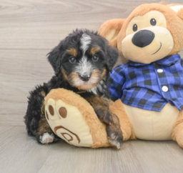 7 week old Mini Bernedoodle Puppy For Sale - Puppy Love PR