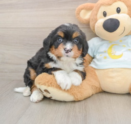 5 week old Mini Bernedoodle Puppy For Sale - Puppy Love PR