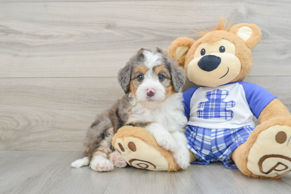 Best Mini Bernedoodle Baby