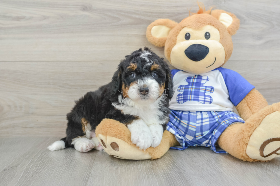 Best Mini Bernedoodle Baby