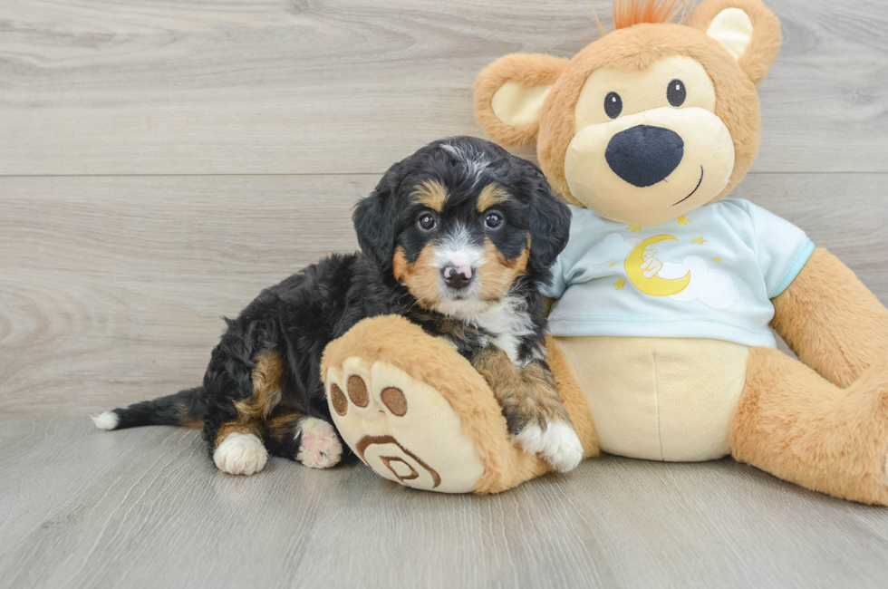 6 week old Mini Bernedoodle Puppy For Sale - Puppy Love PR