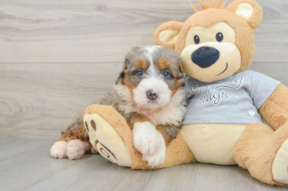 5 week old Mini Bernedoodle Puppy For Sale - Puppy Love PR