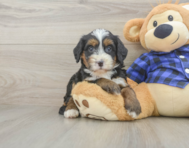 8 week old Mini Bernedoodle Puppy For Sale - Puppy Love PR