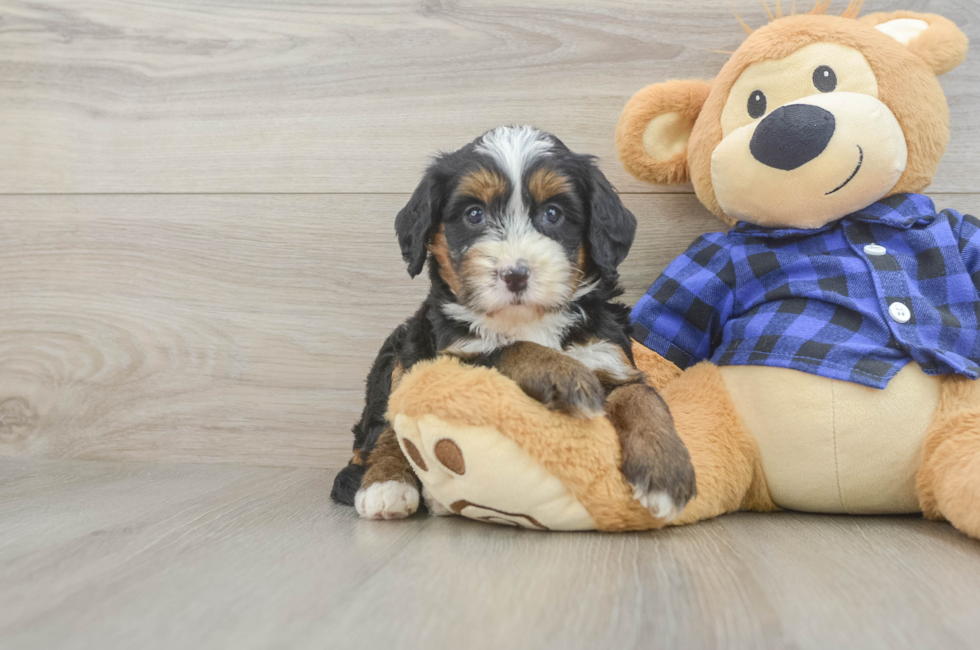 5 week old Mini Bernedoodle Puppy For Sale - Puppy Love PR