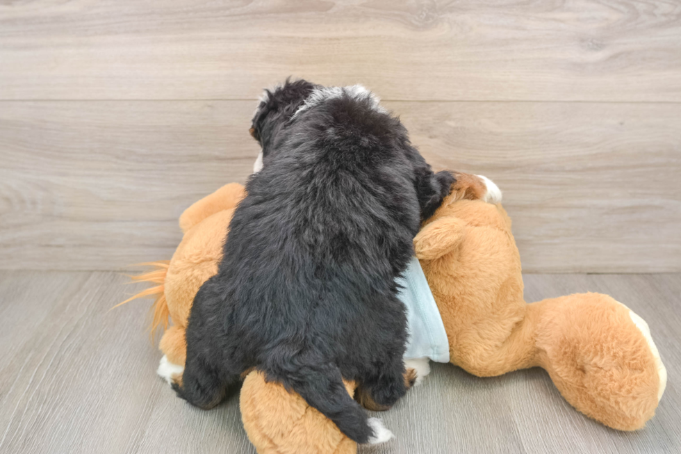 Sweet Mini Bernedoodle Baby