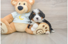 Hypoallergenic Mini Berniedoodle Poodle Mix Puppy