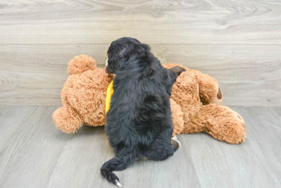 Friendly Mini Bernedoodle Baby