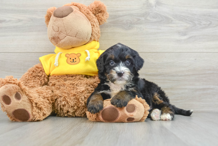 Meet Greer - our Mini Bernedoodle Puppy Photo 1/3 - Puppy Love PR Mini Bernedoodle Pup Being Cute
