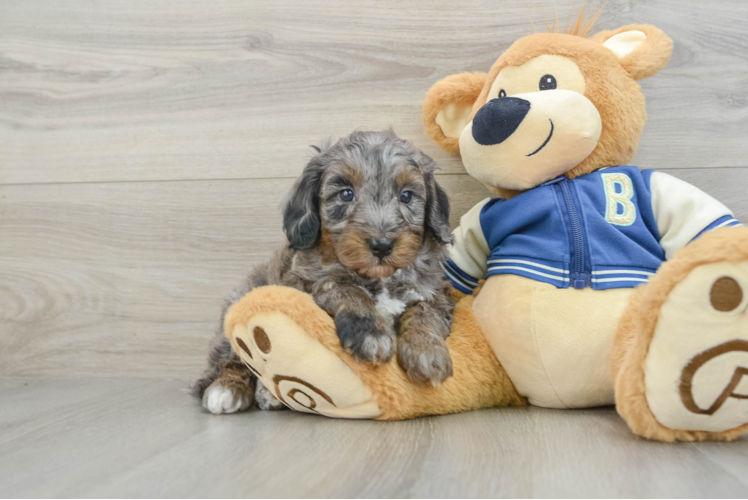 Fluffy Mini Bernedoodle Poodle Mix Pup