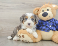 6 week old Mini Bernedoodle Puppy For Sale - Puppy Love PR