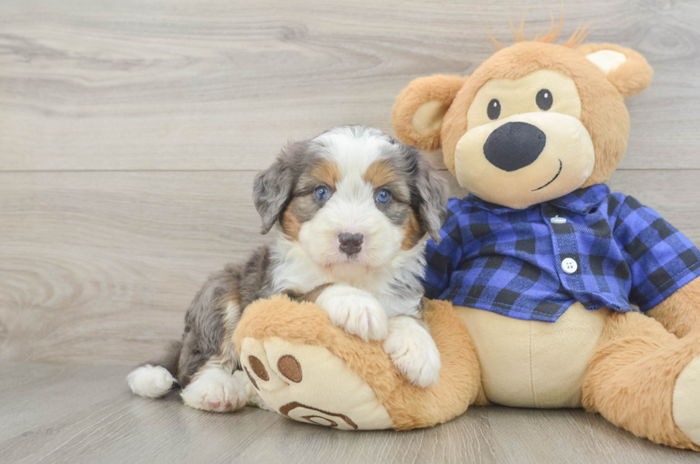 5 week old Mini Bernedoodle Puppy For Sale - Puppy Love PR