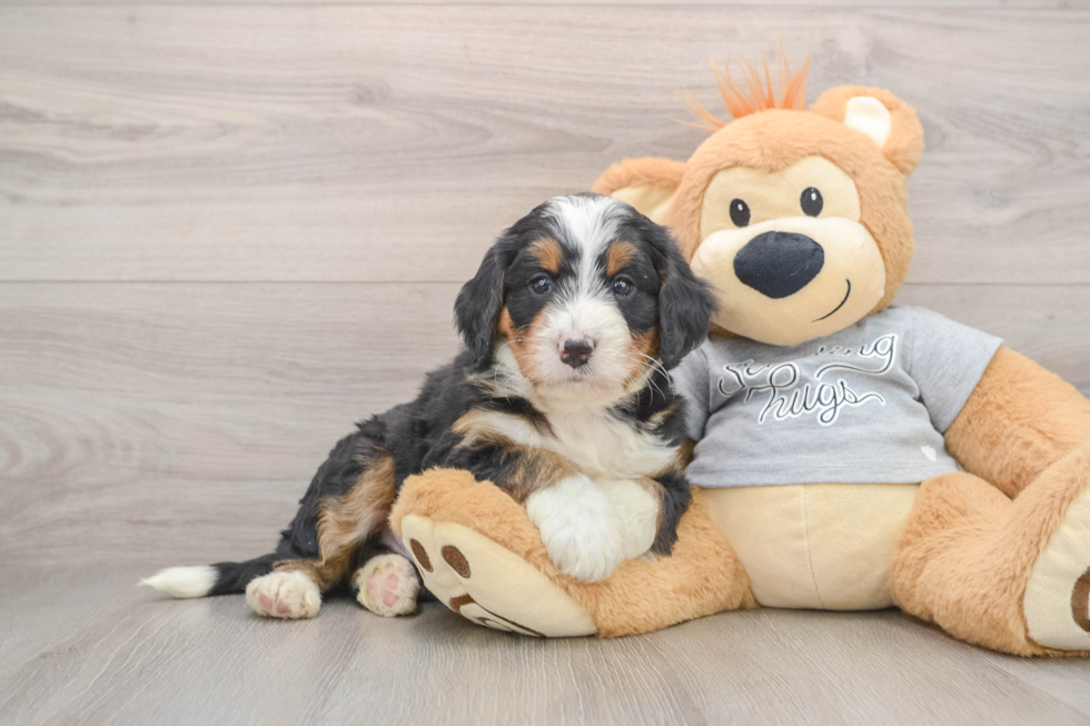 Cute Mini Bernedoodle Baby