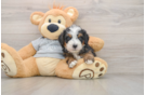 Best Mini Bernedoodle Baby