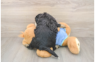 Mini Bernedoodle Pup Being Cute