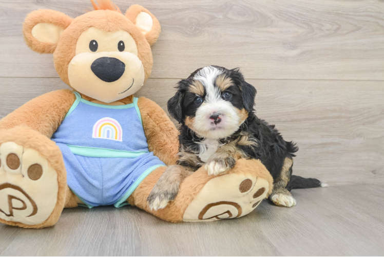 Mini Bernedoodle Puppy for Adoption