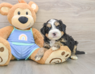 7 week old Mini Bernedoodle Puppy For Sale - Puppy Love PR