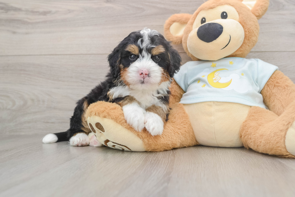 Funny Mini Bernedoodle Poodle Mix Pup