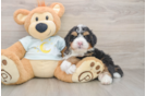Playful Bernese Doodle Poodle Mix Puppy