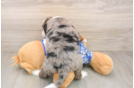 Smart Mini Bernedoodle Poodle Mix Pup