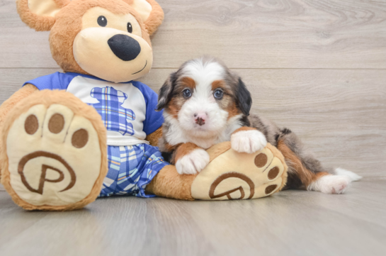 Best Mini Bernedoodle Baby