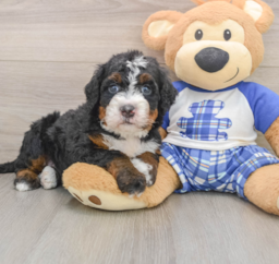 7 week old Mini Bernedoodle Puppy For Sale - Puppy Love PR