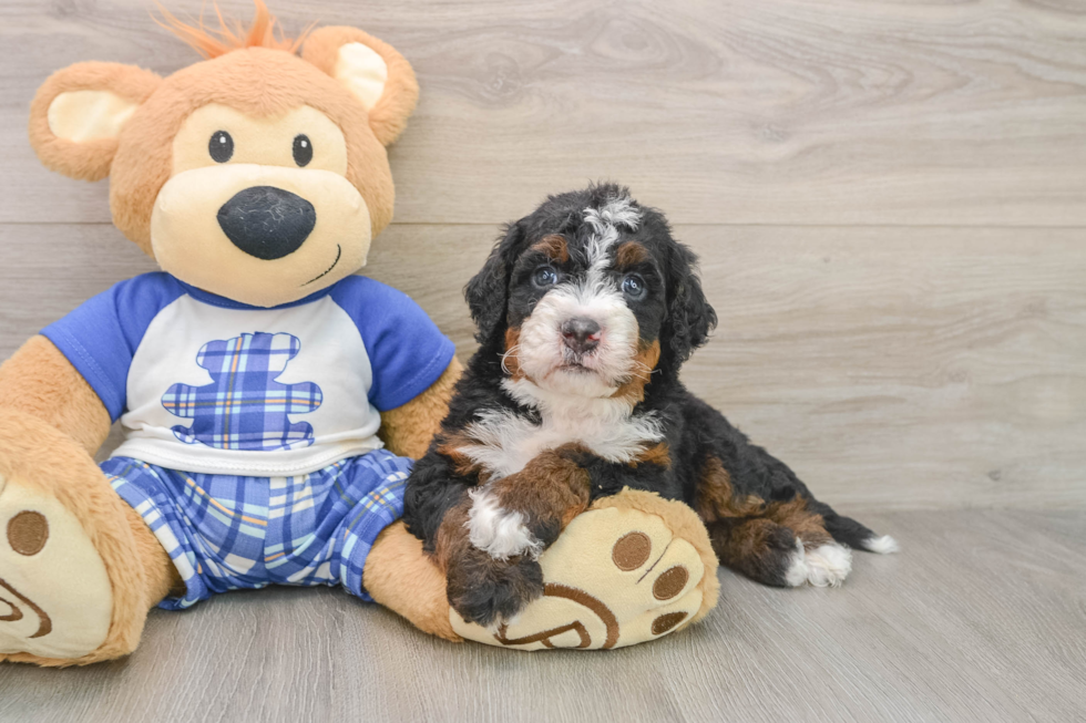 Fluffy Mini Bernedoodle Poodle Mix Pup