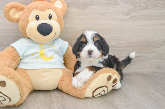 GREER, a Mini Bernedoodle littermate