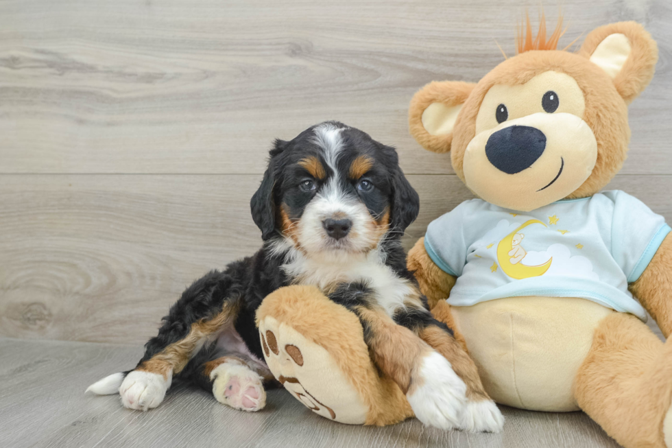 Mini Bernedoodle Puppy for Adoption