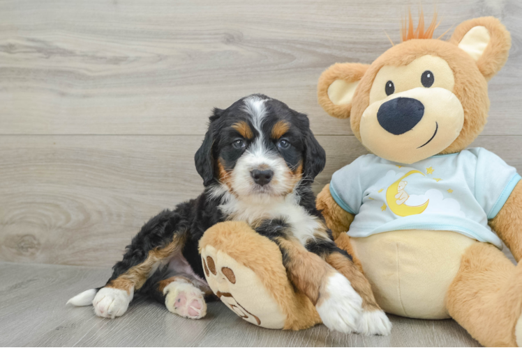 Meet Grogu - our Mini Bernedoodle Puppy Photo 1/3 - Puppy Love PR Mini Bernedoodle Puppy for Adoption