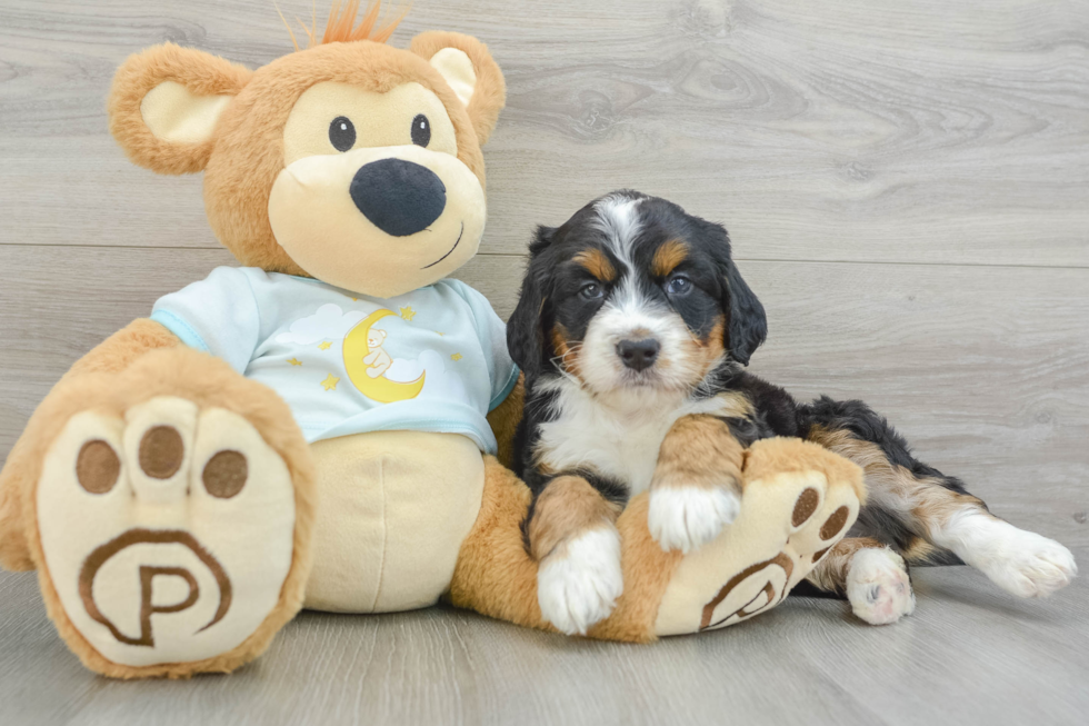 Best Mini Bernedoodle Baby