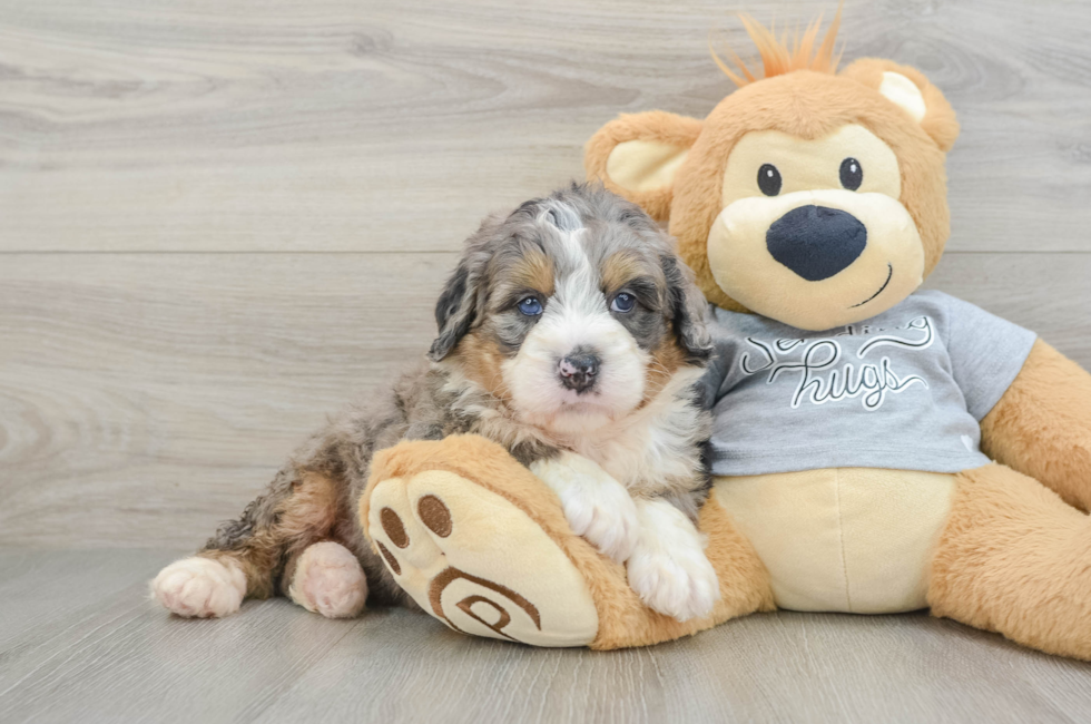5 week old Mini Bernedoodle Puppy For Sale - Puppy Love PR