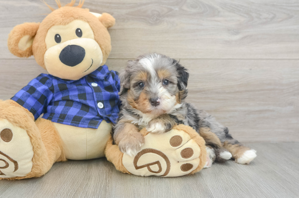 5 week old Mini Bernedoodle Puppy For Sale - Puppy Love PR