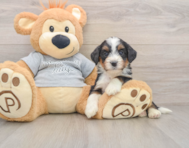 7 week old Mini Bernedoodle Puppy For Sale - Puppy Love PR