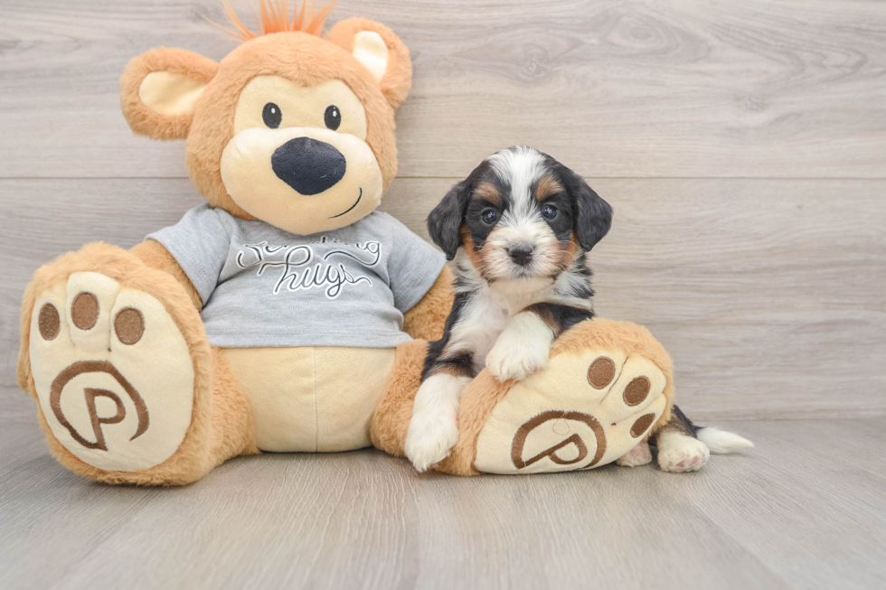 Mini Bernedoodle Pup Being Cute
