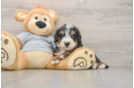 Mini Bernedoodle Pup Being Cute