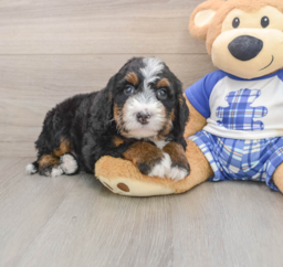 7 week old Mini Bernedoodle Puppy For Sale - Puppy Love PR