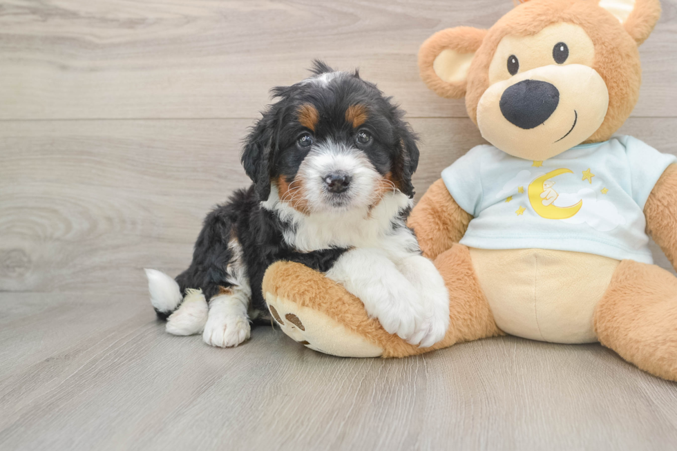 Mini Bernedoodle Puppy for Adoption